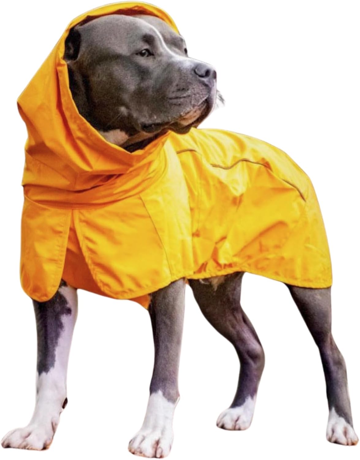 Pawz Road Dog Raincoat